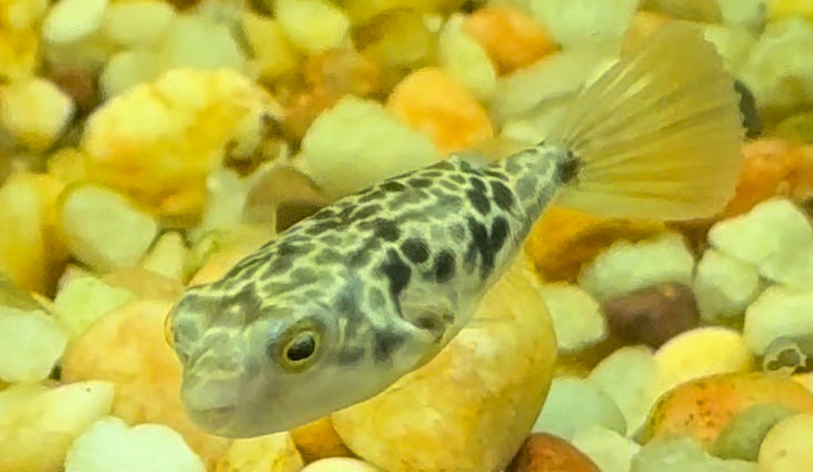 CB Mbu Puffer (1.25-1.5”)