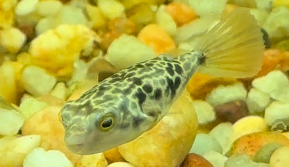 CB Mbu Puffer (1.25-1.5”)