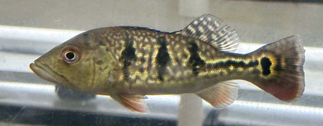 Hybrid Orino Peacock Bass (7”)
