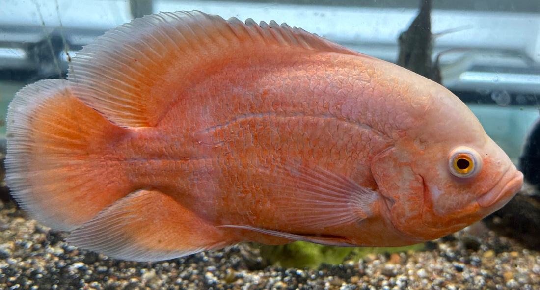 XL Albino Chili Red Oscar (6.5-7”)