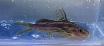 Synodontis Flavi Catfish (3-3.5”)