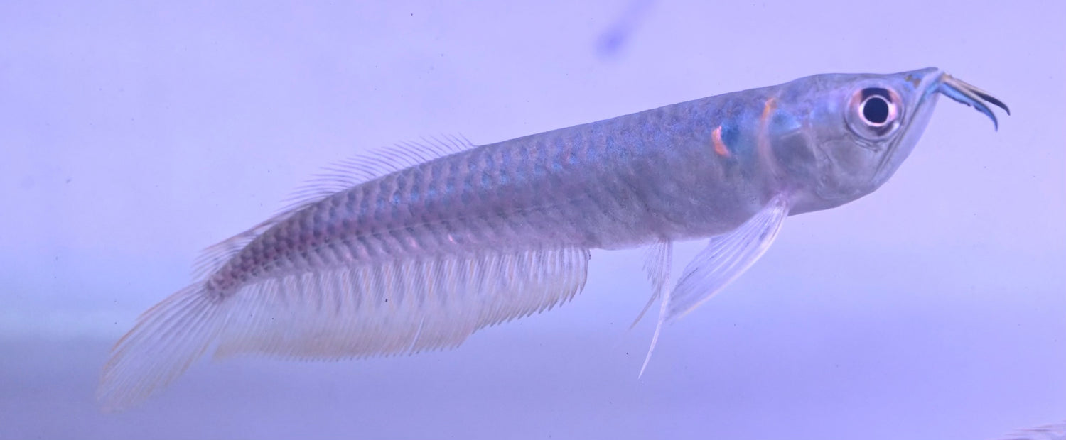 Silver Arowana (2.5-3”)