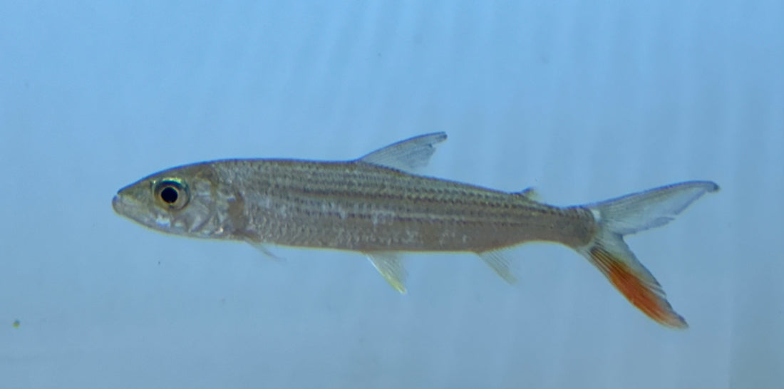 Vittatus Tigerfish (3-4”)
