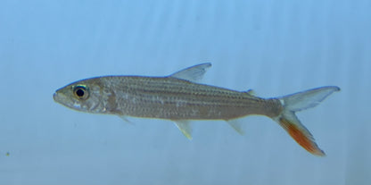 Vittatus Tigerfish (3-4”)
