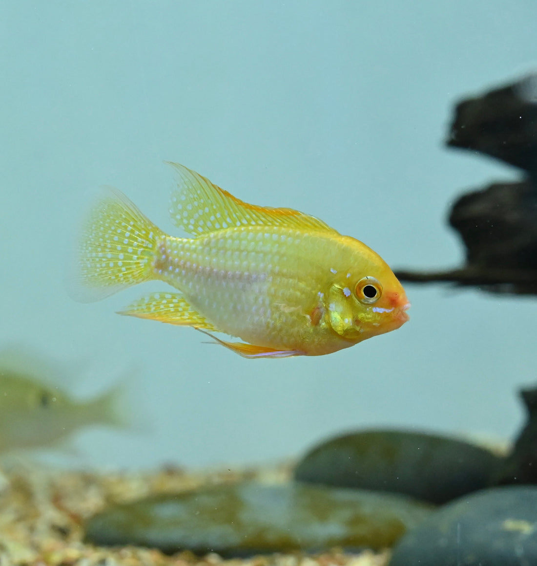 Jumbo Gold Ram (1.75-2”)