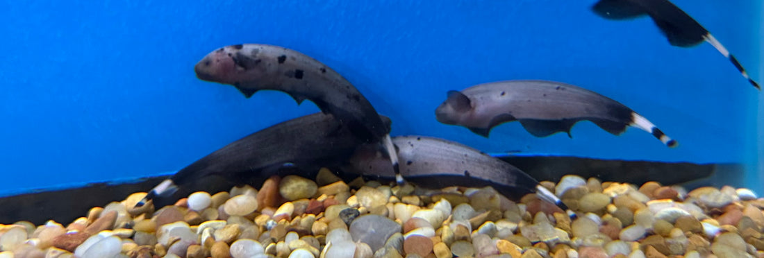 Pez cuchillo fantasma jaspeado/dorado (2,5-3”)