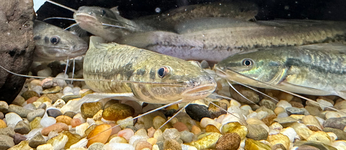 One Line Pim Catfish (4-5”)
