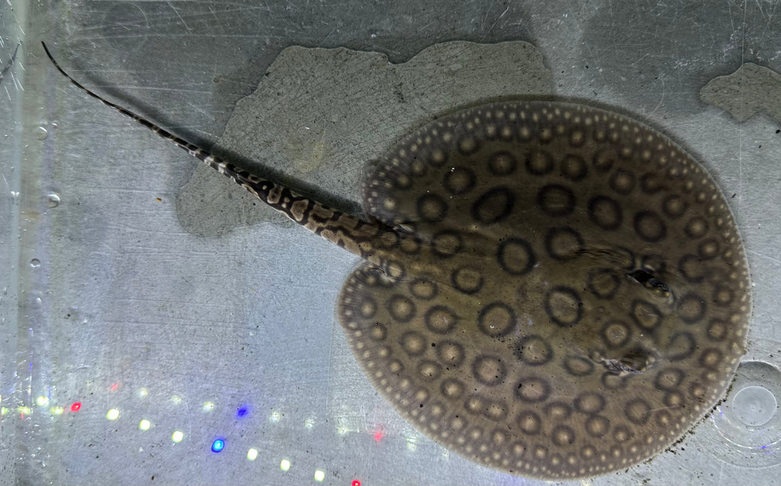 Motoro Hybrid Stingray (Male 5”)
