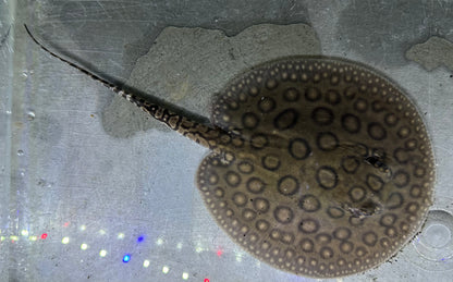 Motoro Hybrid Stingray (Male 5”)