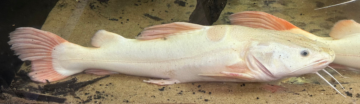 Jumbo Phantom Redtail Catfish (24-30”+)