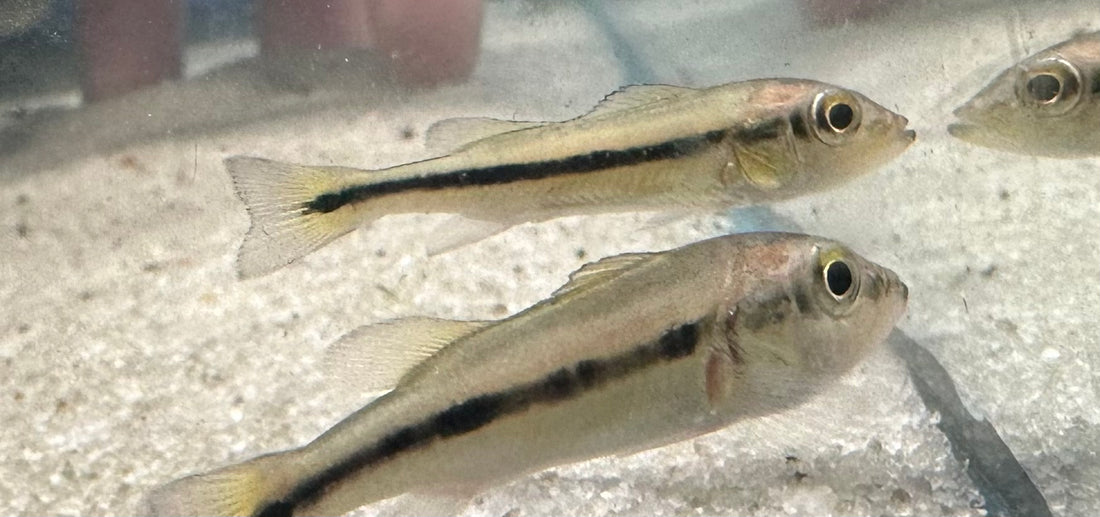Temensis Paca Full Available Stock – Page 2 – Global Fish Co.