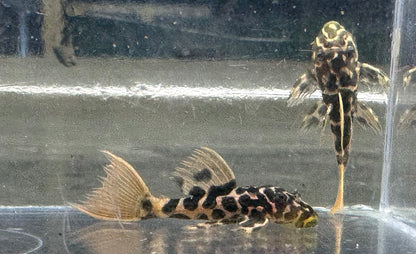 Baby L600 Cactus Pleco (1.5”)