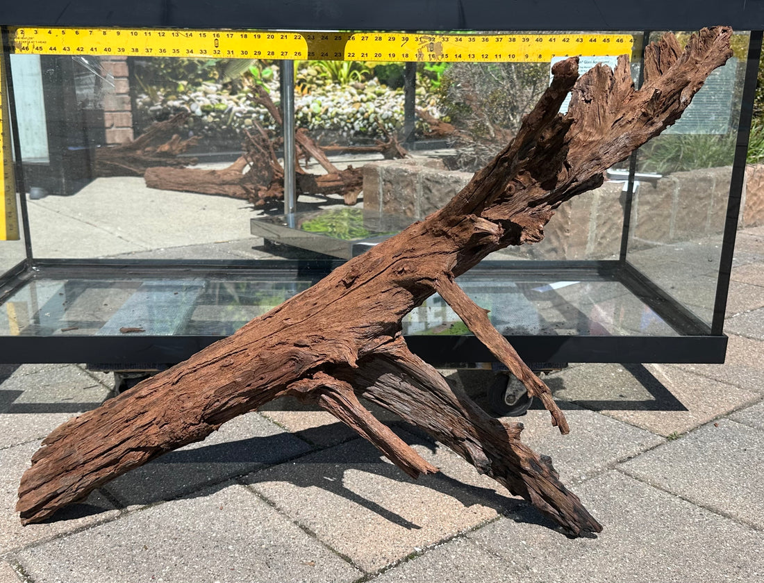 XL Malaysian Driftwood 