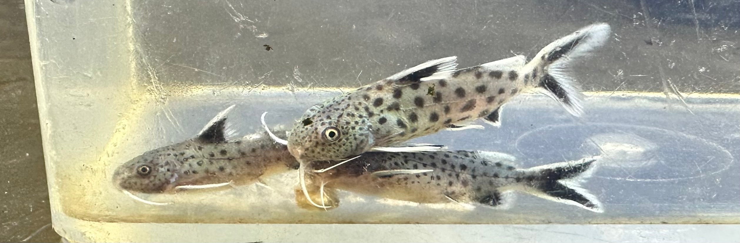 Synodontis petricola (1.5”)