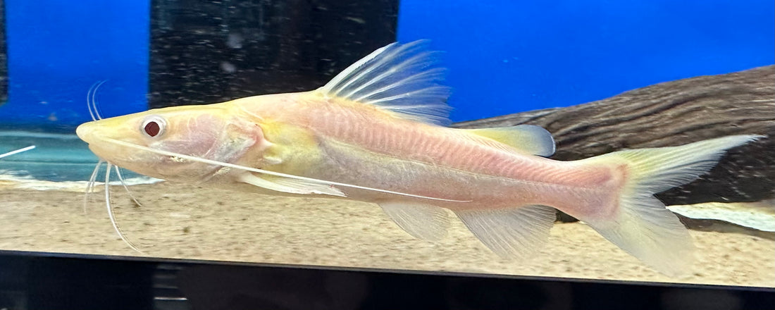 Albino Nemurus Catfish (4”)
