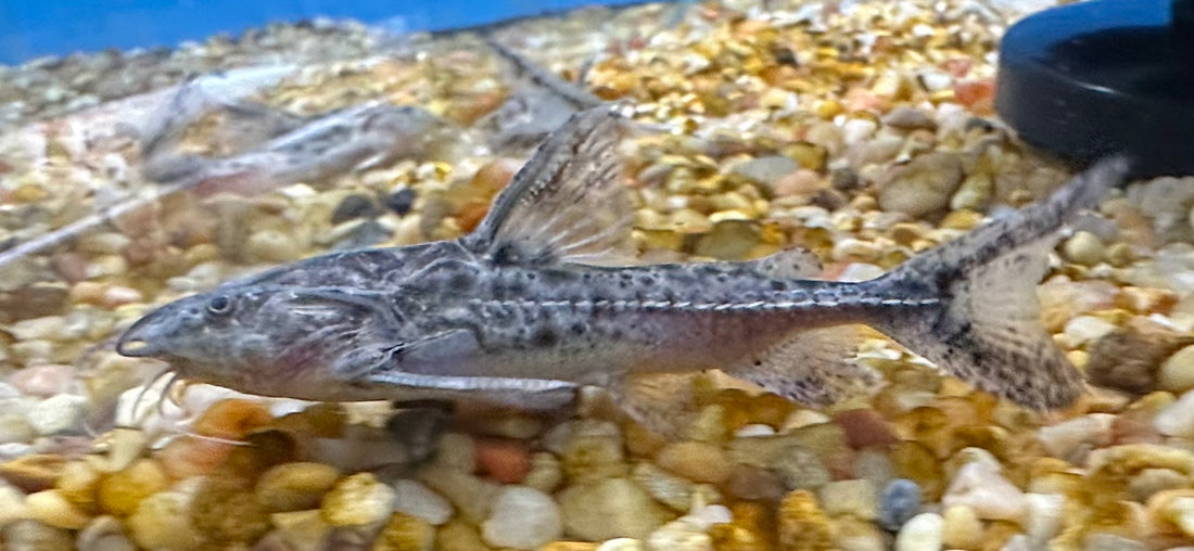 Granulosus Catfish (3”)