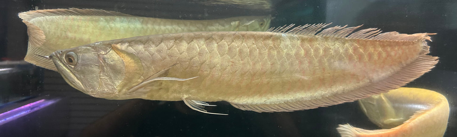 Jumbo Silver Arowana (26-30”+)
