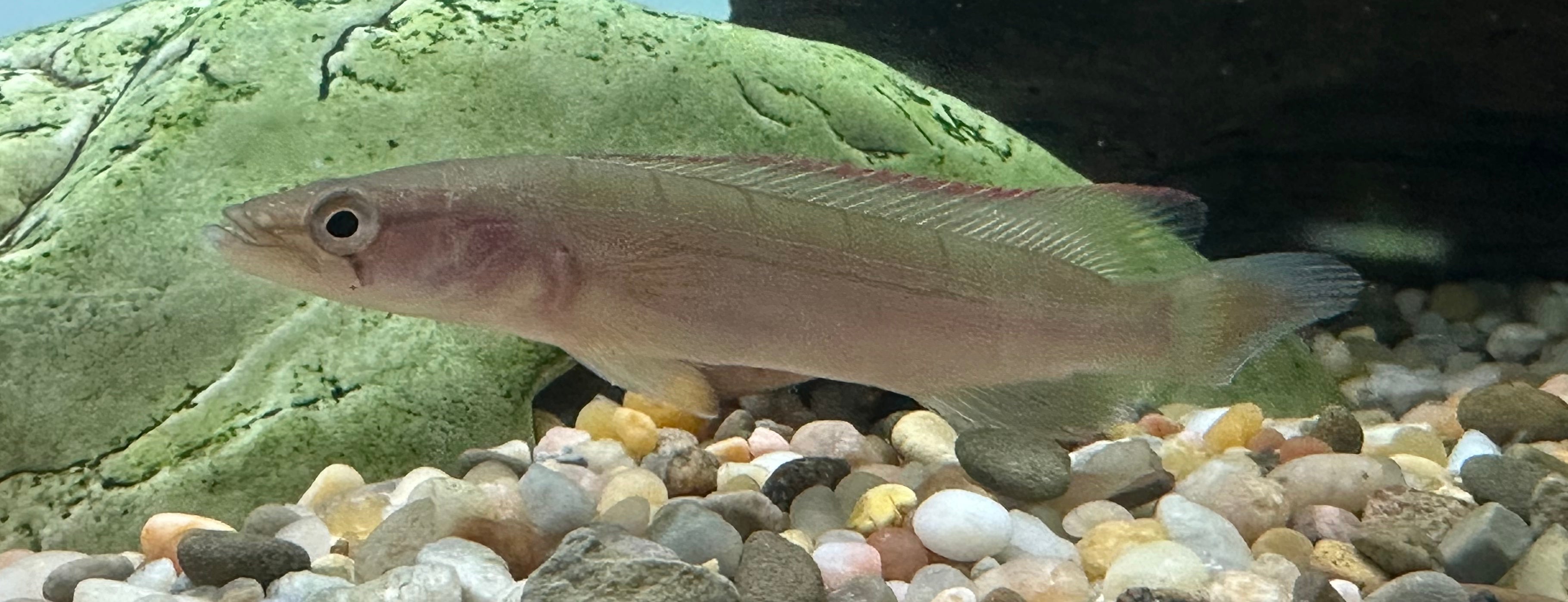 Red Atabapo Pike Cichlid (4-4.5”)