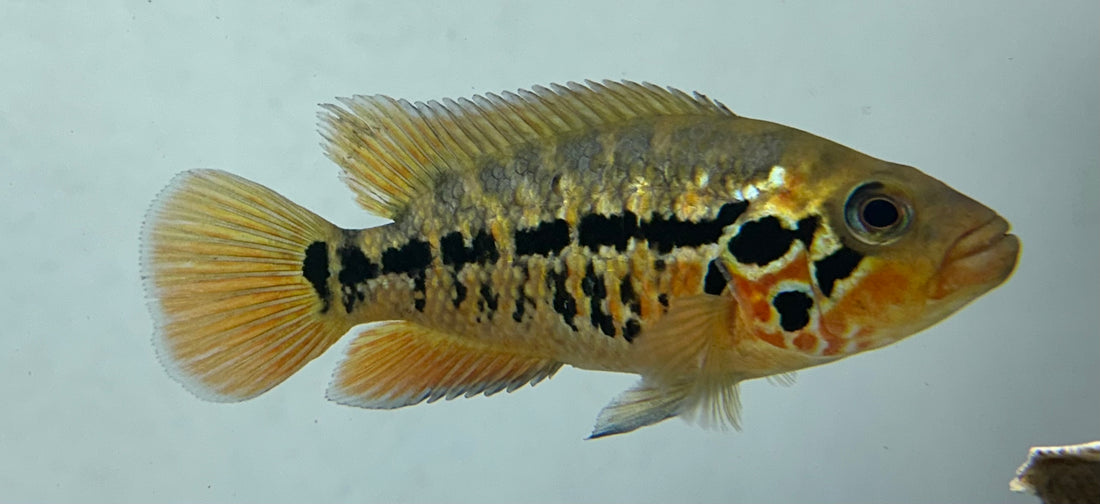 Red Tiger Motaguense (4”)