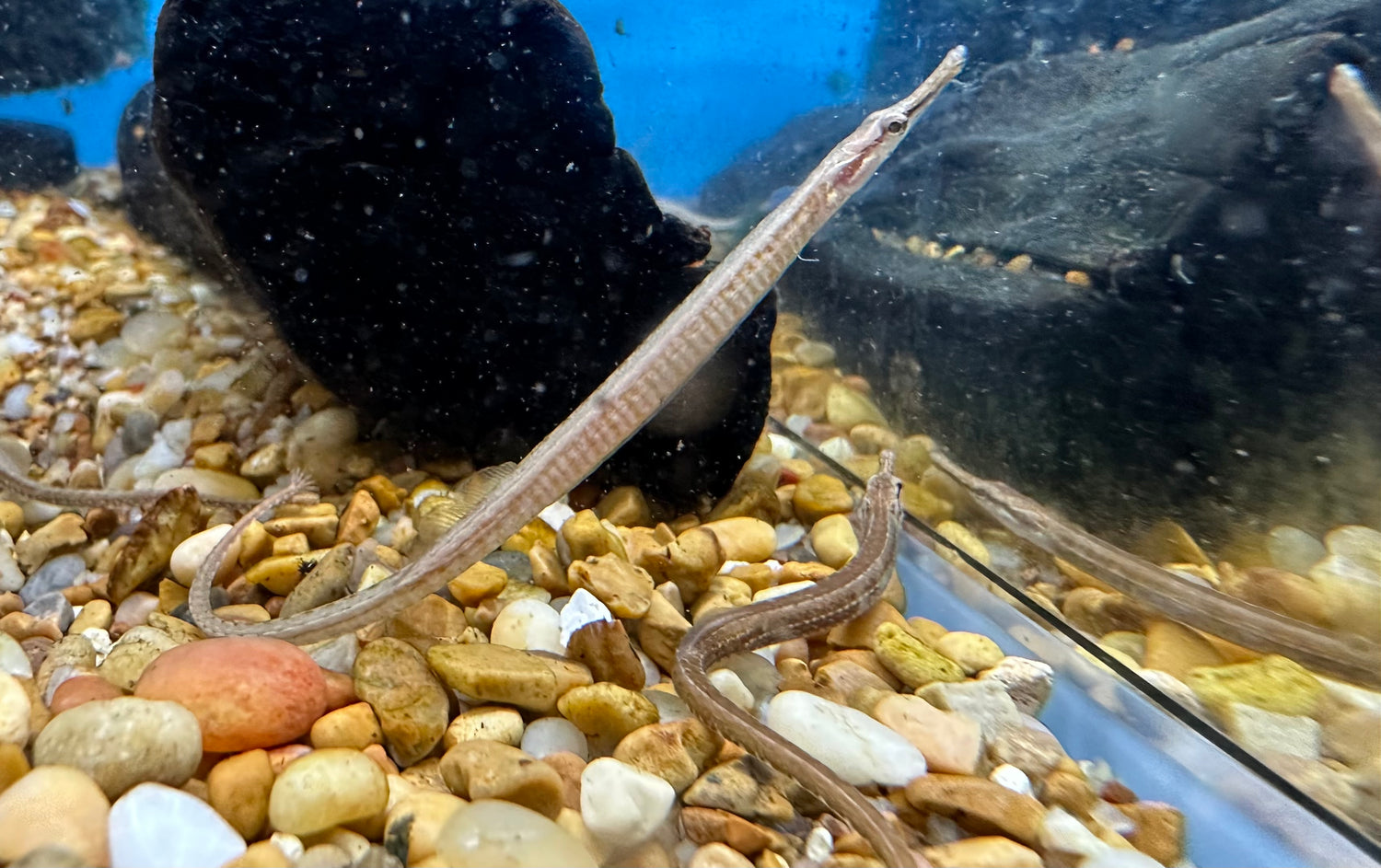 Freshwater Dwarf Pipefish (4-5”)