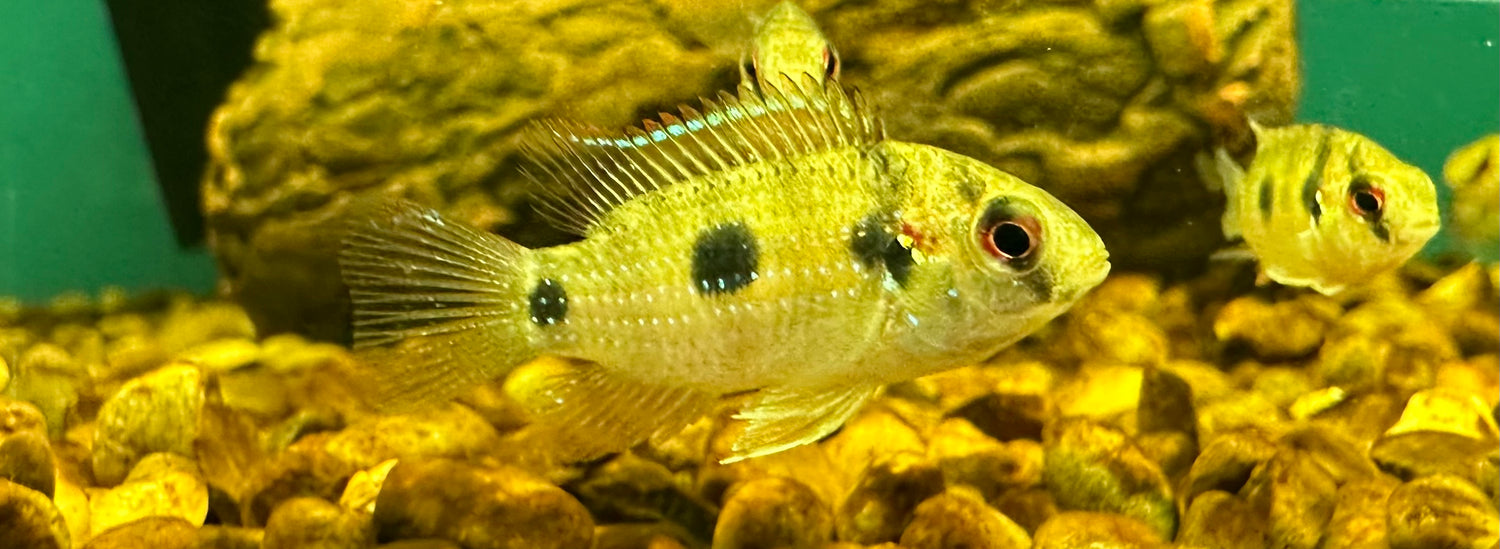African Butterfly Cichlid (1.25”)