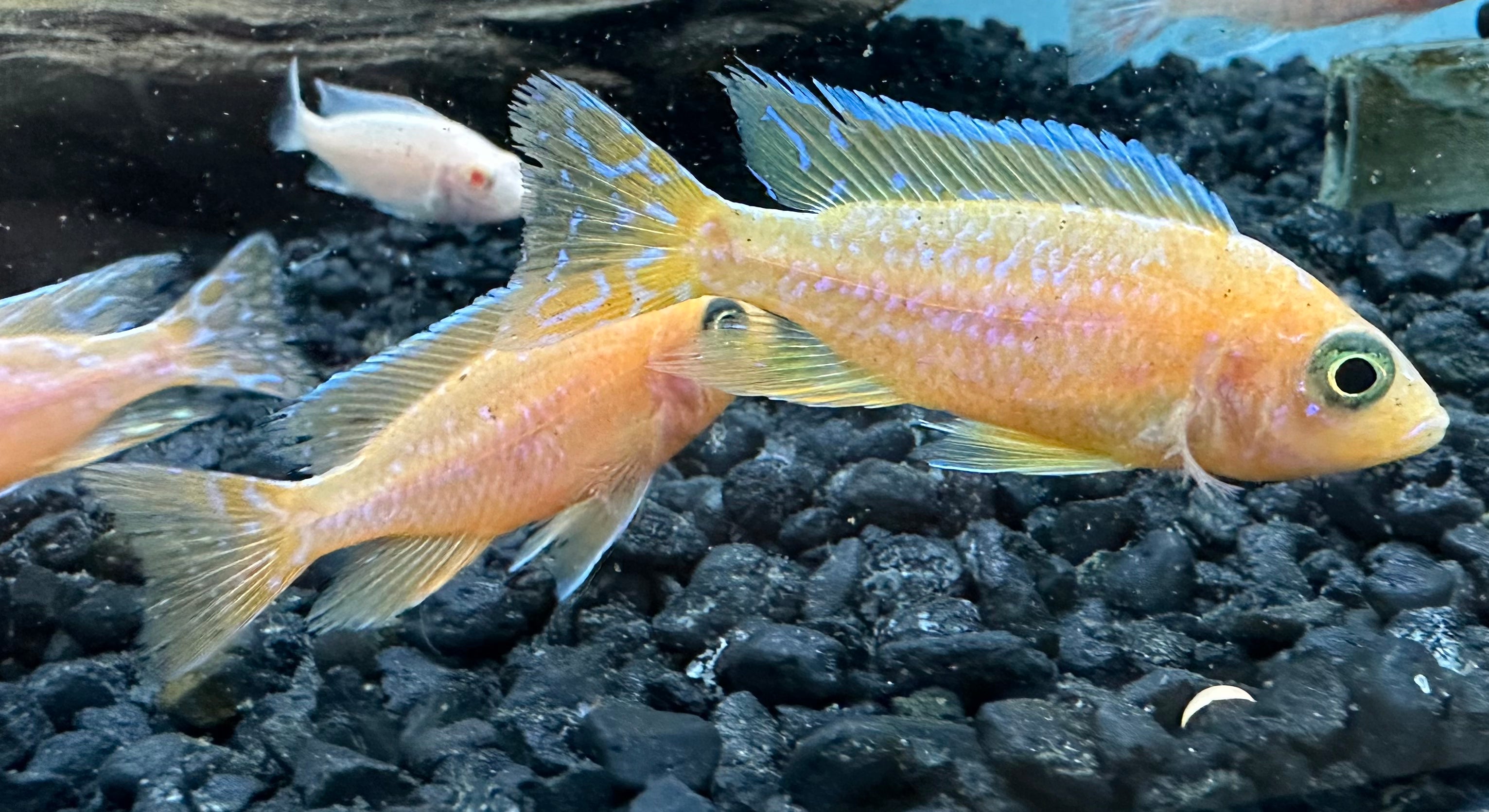 Albino Peacock Cichlid (2-2.5”)