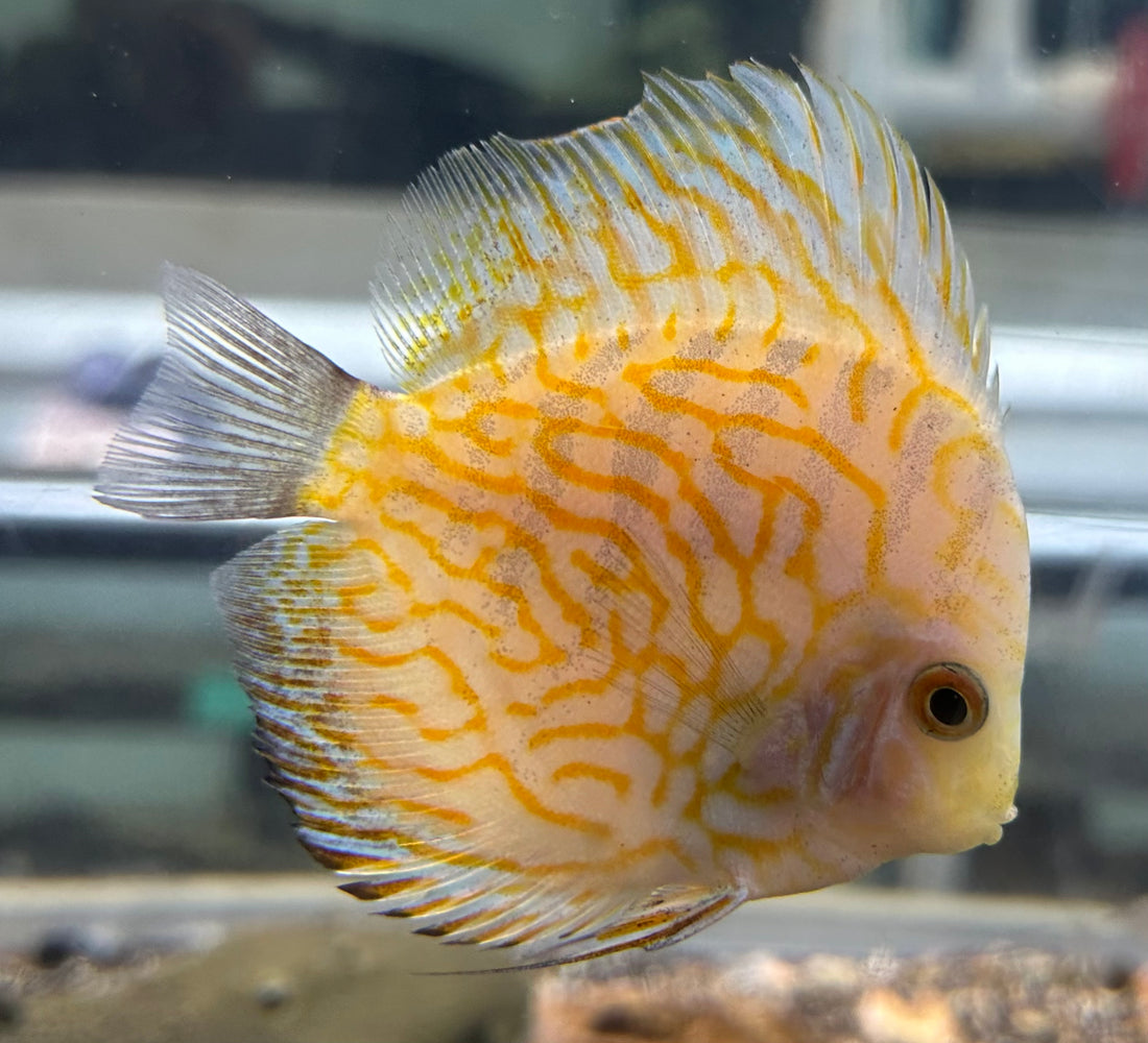 Large Discus (4-4.5”)