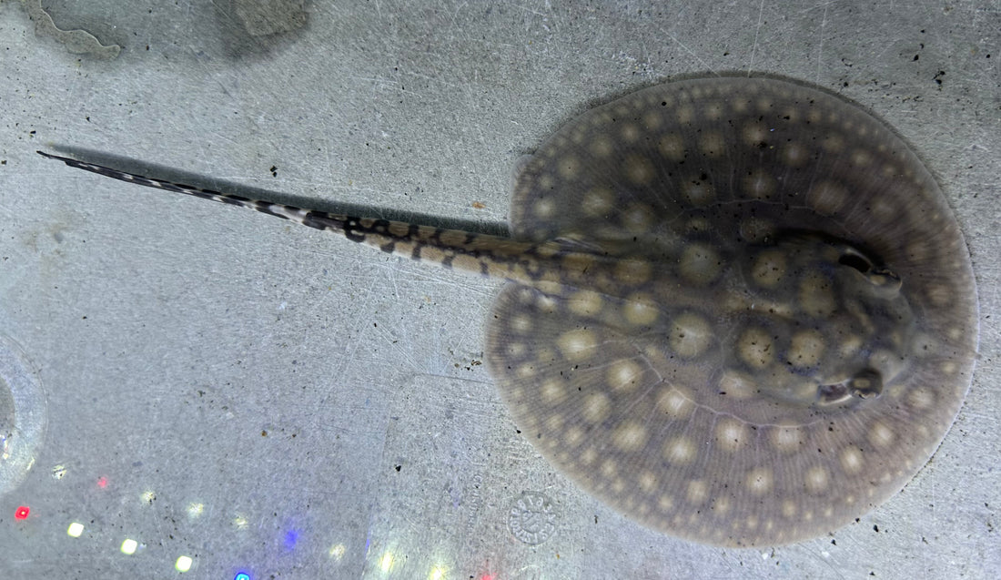 Motoro Hybrid Stingray (Male 4.5”)