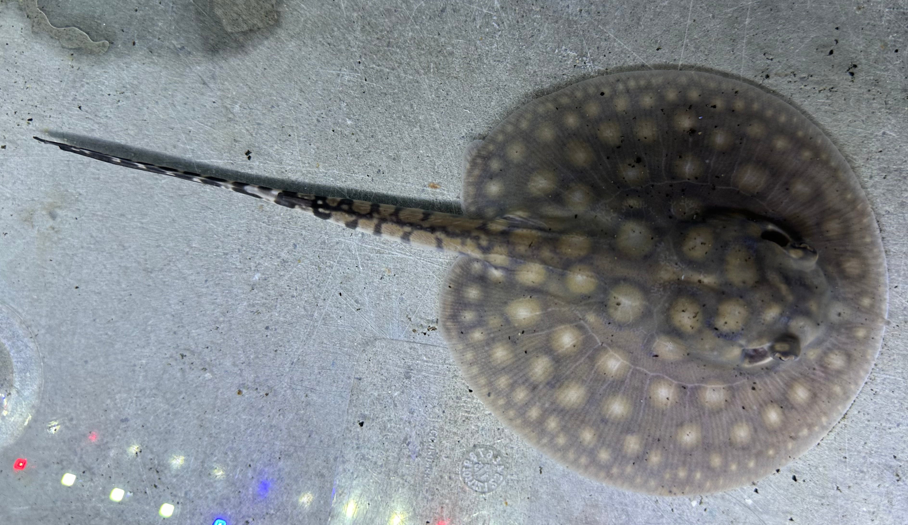 Motoro Hybrid Stingray (Male 4.5”)