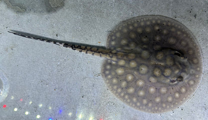 Motoro Hybrid Stingray (Male 4.5”)