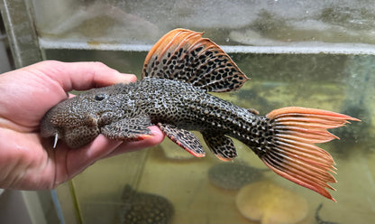 XL L600 Leopard Cactus (8-9”)