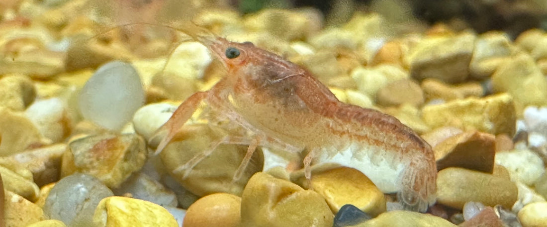 Mini Mexican Orange Crayfish (1”)