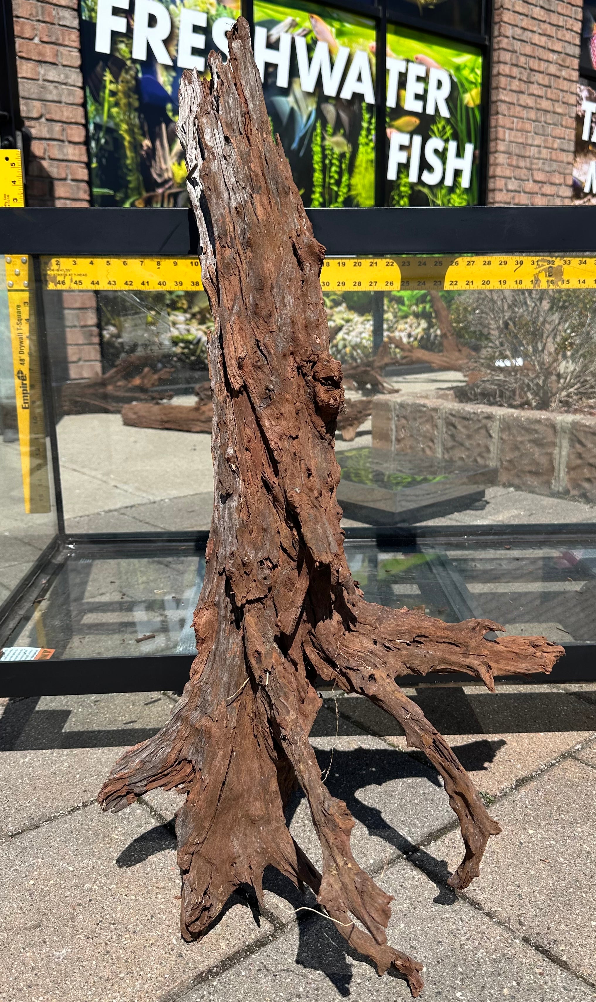 XL Malaysian Driftwood 