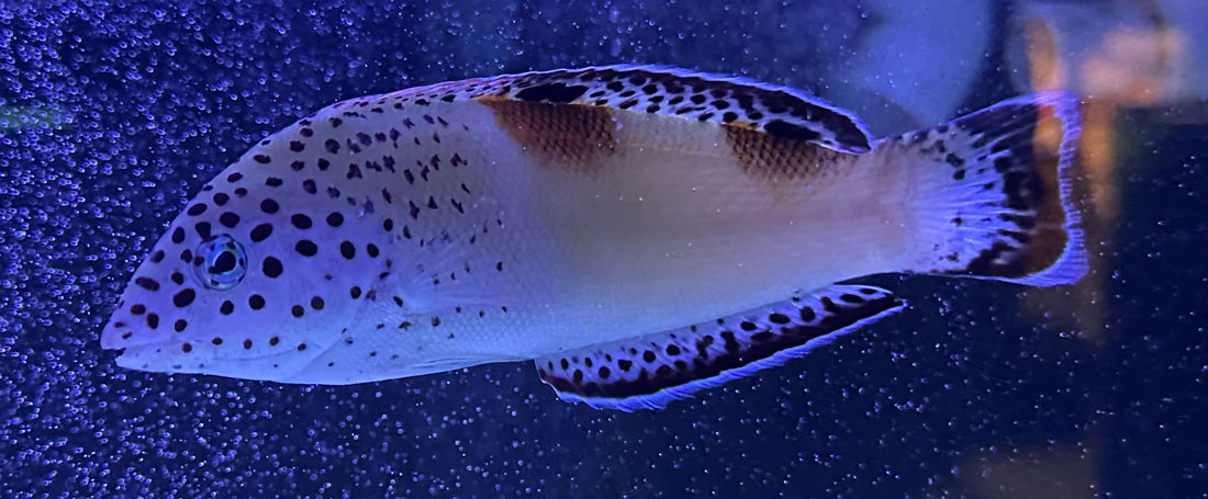 Queen Coris Wrasse (6-7”)