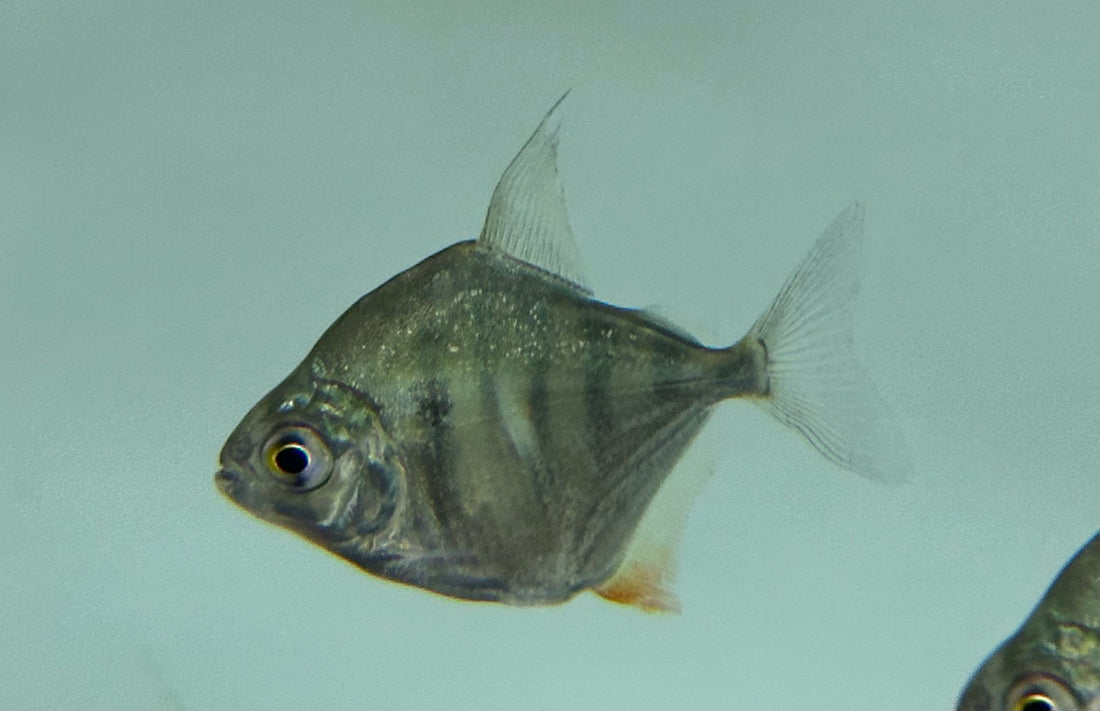 Tiger Striped Silver Dollar (1.75”)