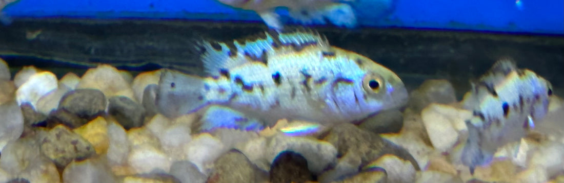 Electric Blue Jack Dempsey (1-1.25”) *A Grade*