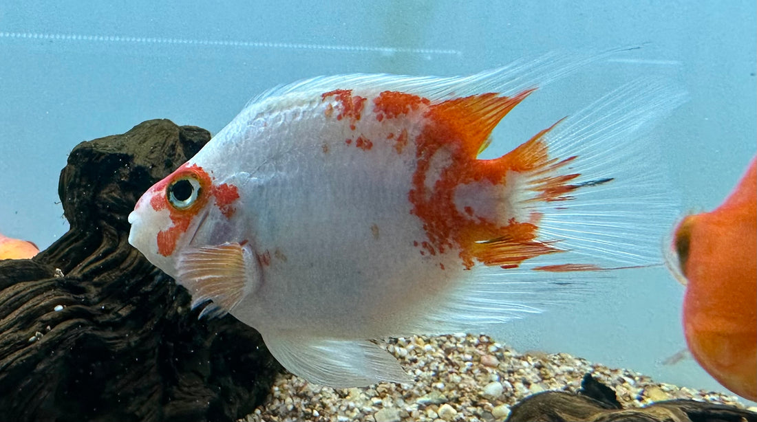 Red/White Parrot (4.5-5”)