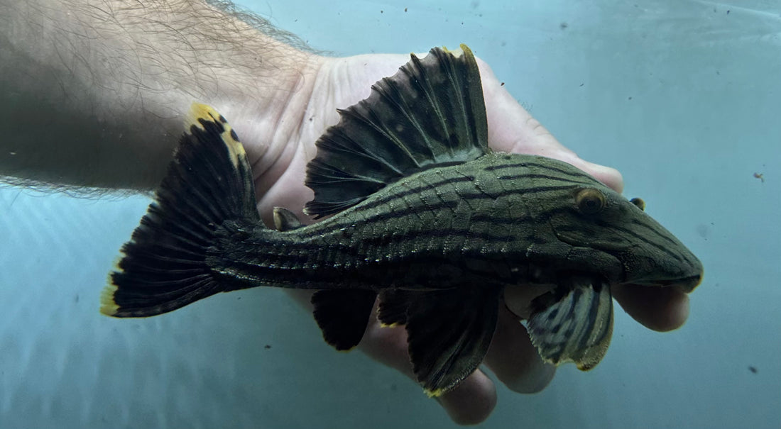 L418 Titan Royal Pleco (7-8”)