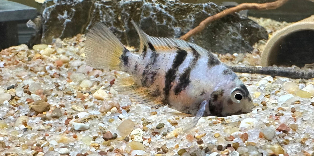 Marble Convict Cichlid (1.5-2”)