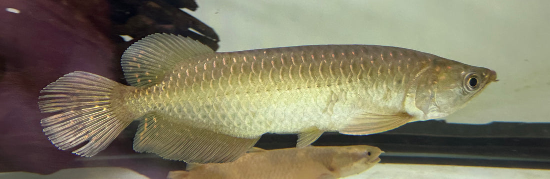 Jardini Arowana (10”)