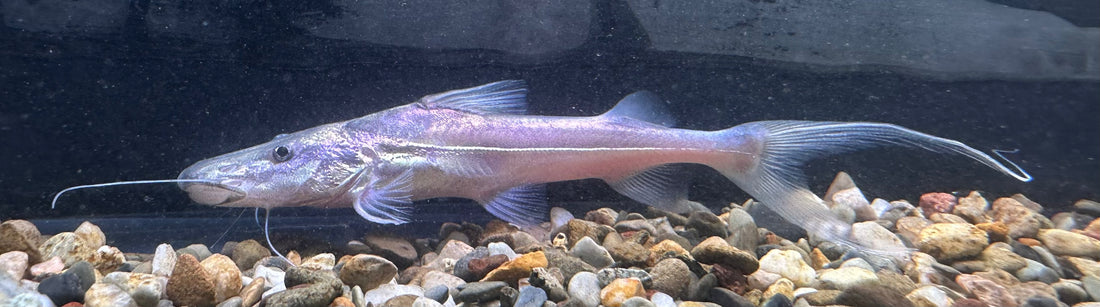 Dorado Catfish (4”)