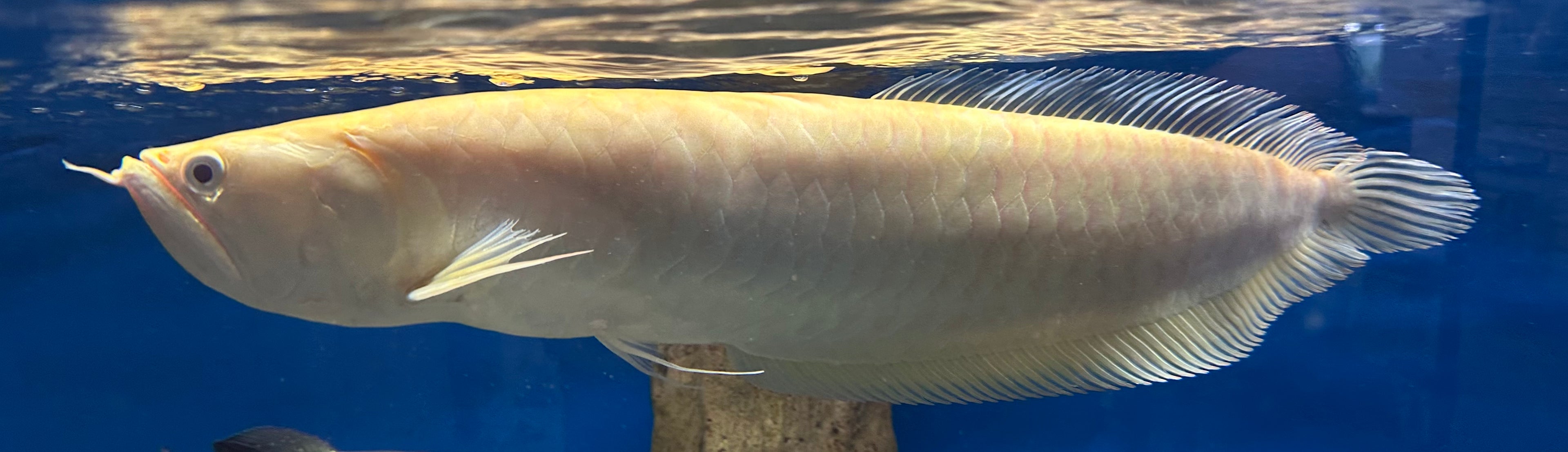 Jumbo Albino Silver Arowana (24”+)