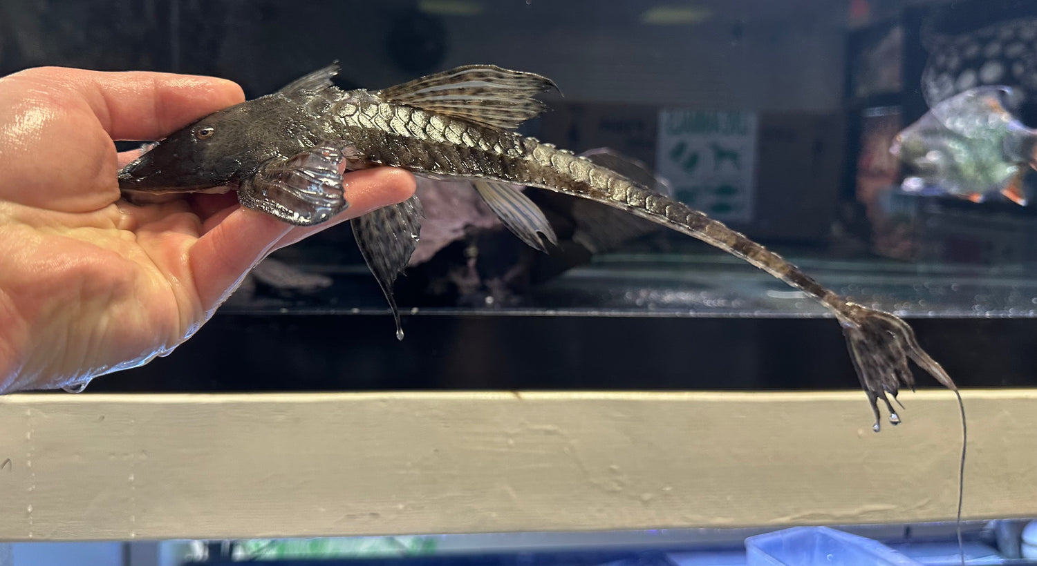 Jumbo Loricaria Whiptail (13-14”)