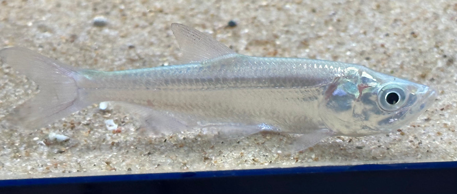 Sábalo del Atlántico (2,5”)