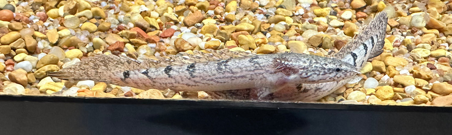 Delhezi polypterus (2.5-3”)