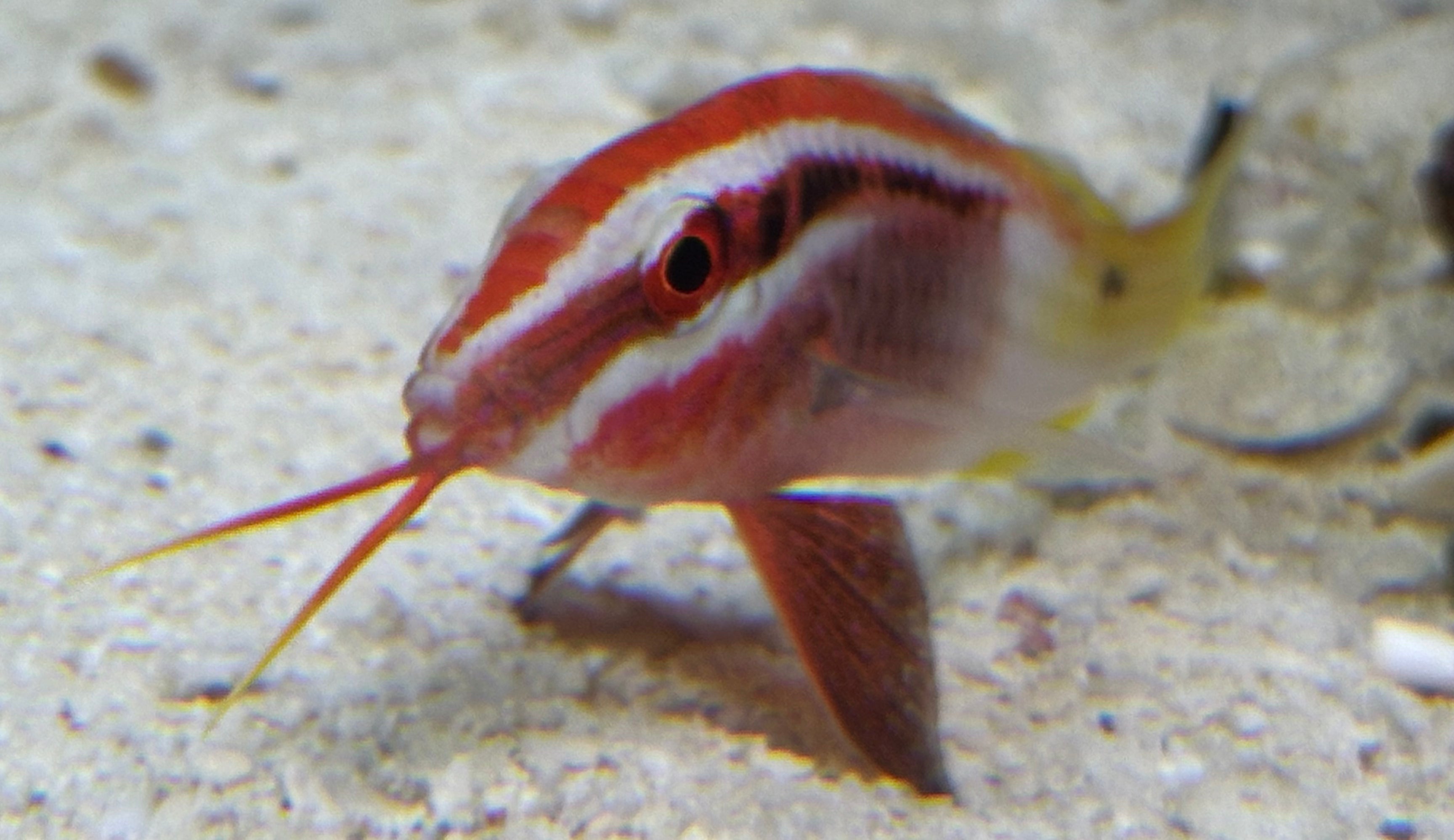 Bicolor Goat Fish (2.75-3”)