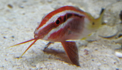 Bicolor Goat Fish (2.75-3”)