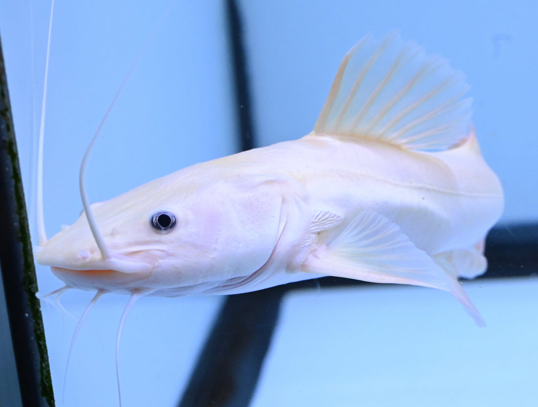 Phantom Redtail Catfish (11-12”)