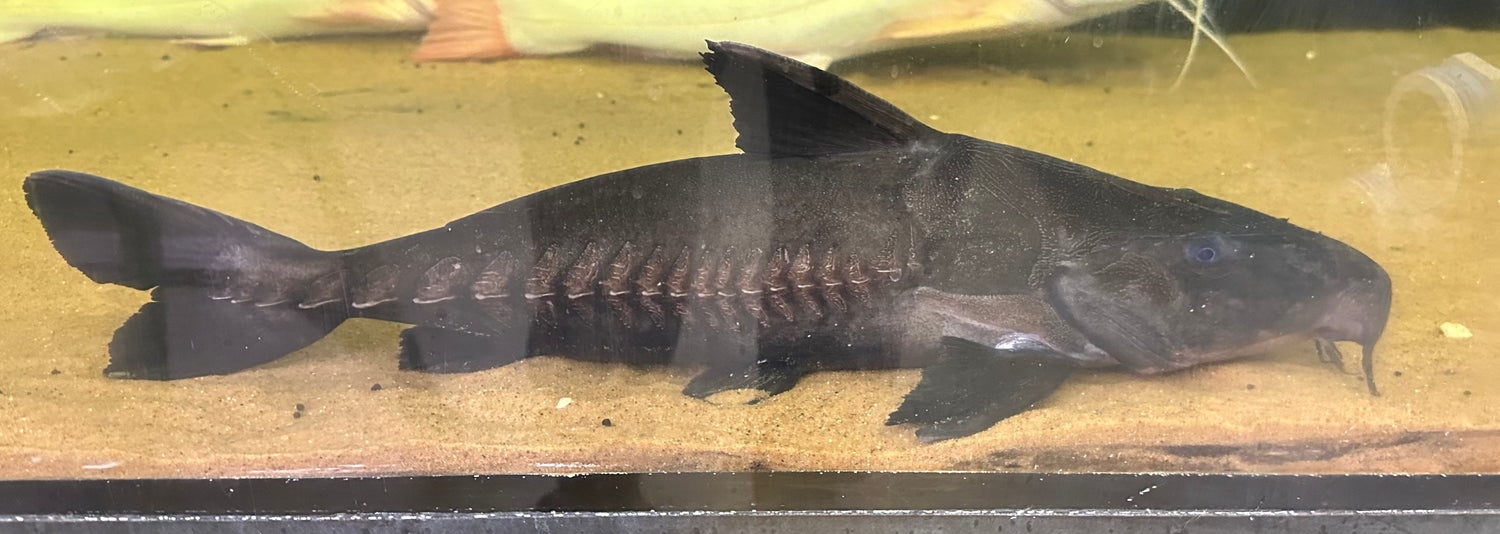XL Ripsaw Catfish (18”)