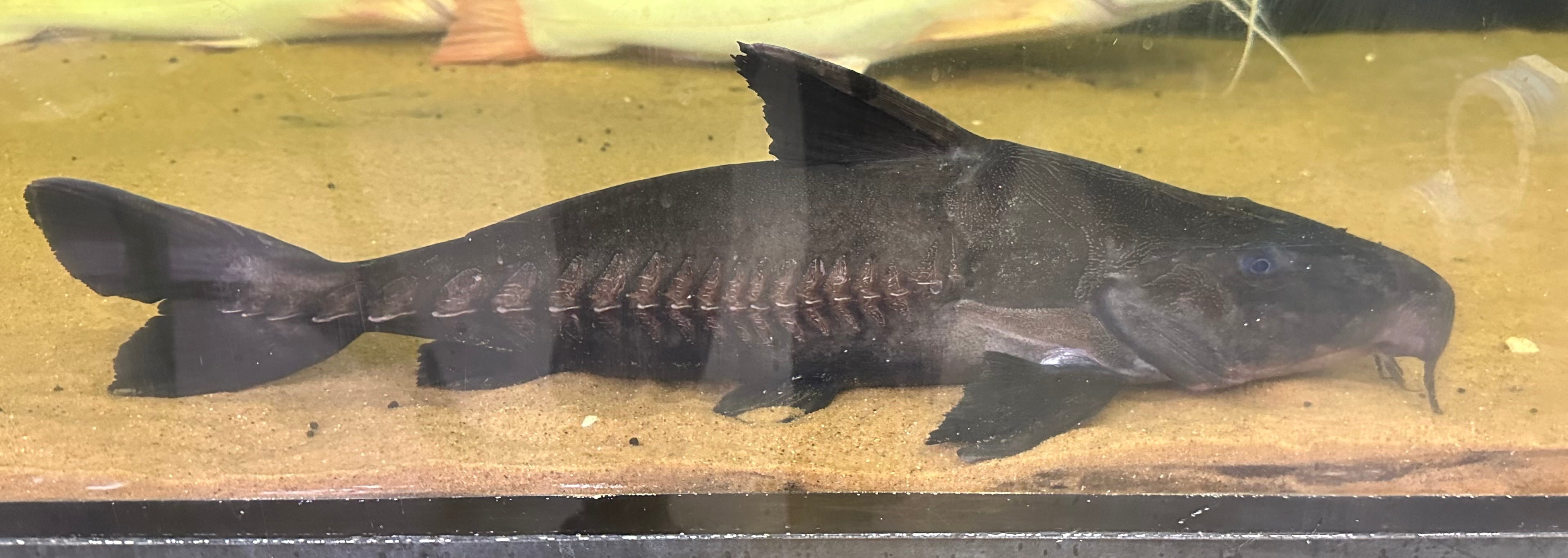 XL Ripsaw Catfish (18”)
